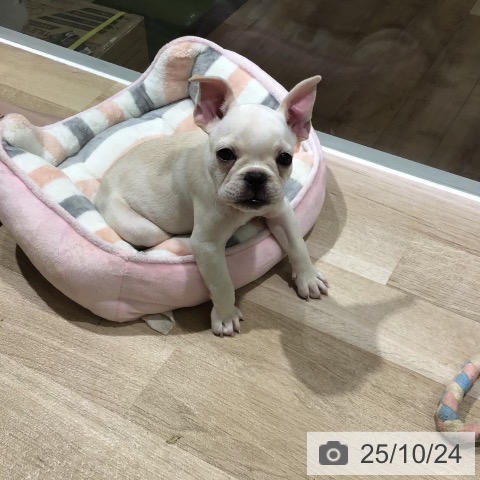 フレンチ・ブルドッグの写真