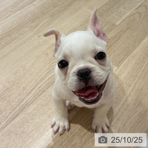 フレンチ・ブルドッグの写真