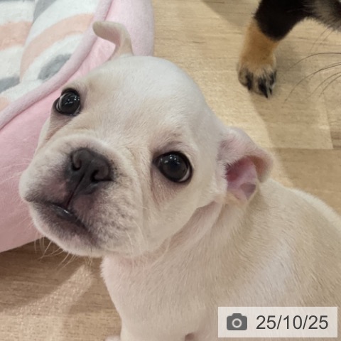 フレンチ・ブルドッグの写真
