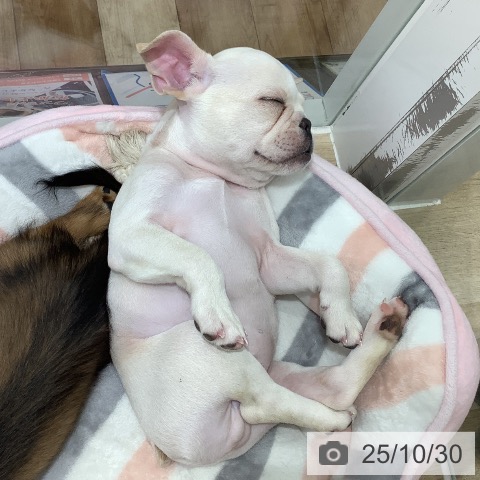 フレンチ・ブルドッグの写真