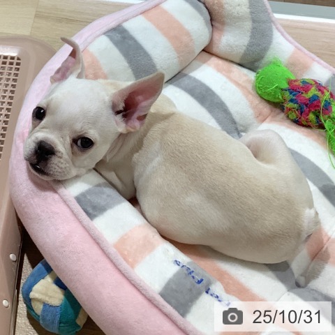 フレンチ・ブルドッグの写真