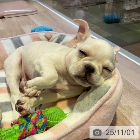 フレンチ・ブルドッグの写真