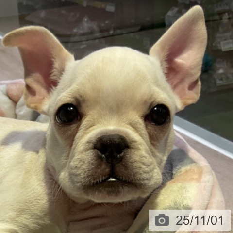 フレンチ・ブルドッグの写真