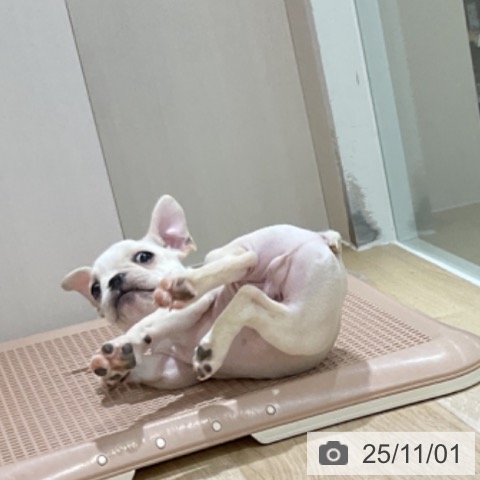 フレンチ・ブルドッグの写真