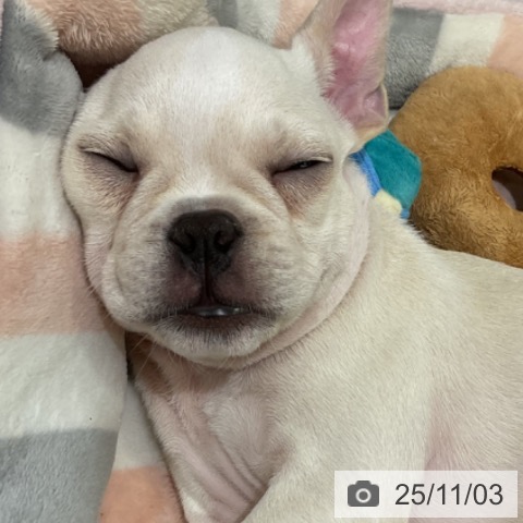 フレンチ・ブルドッグの写真