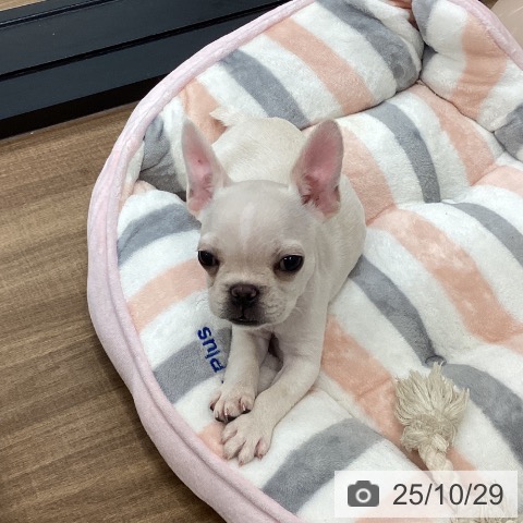 フレンチ・ブルドッグの写真