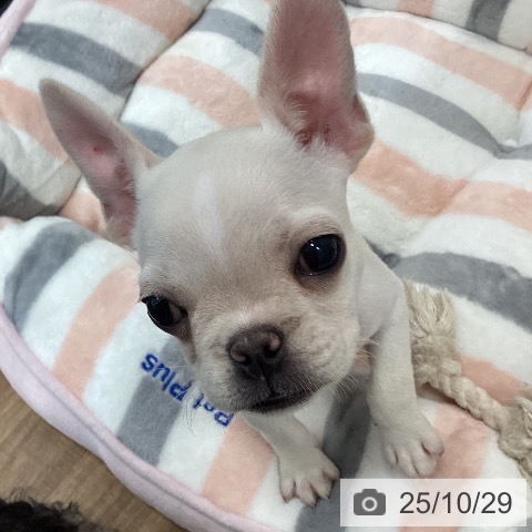 フレンチ・ブルドッグの写真