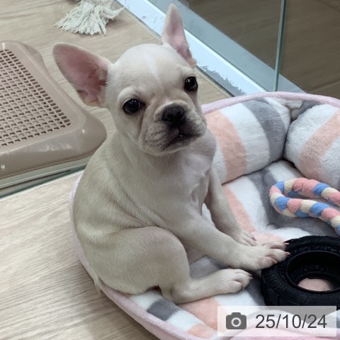 フレンチ・ブルドッグの写真