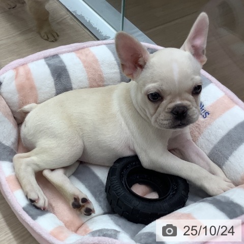 フレンチ・ブルドッグの写真