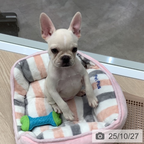 フレンチ・ブルドッグの写真