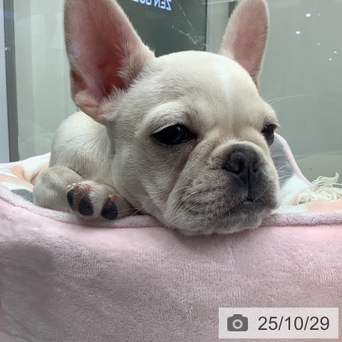 フレンチ・ブルドッグの写真