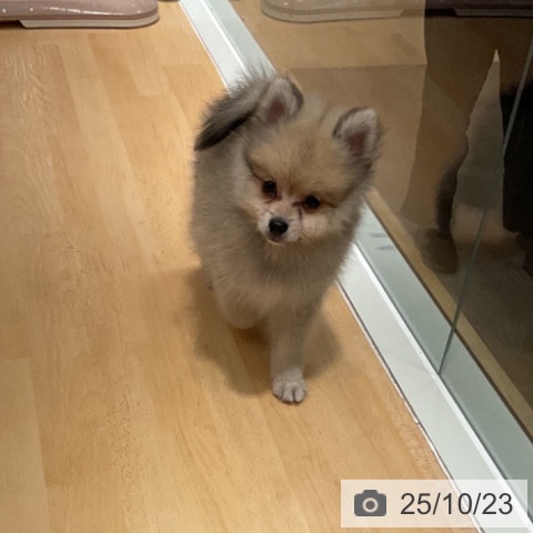 ポメラニアンの写真