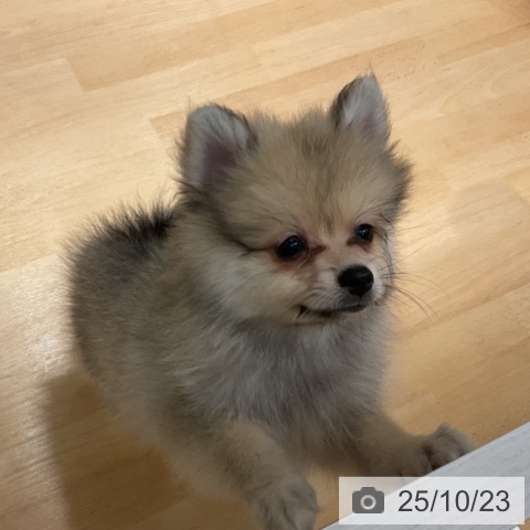 ポメラニアンの写真