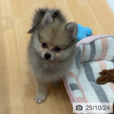 ポメラニアンの写真