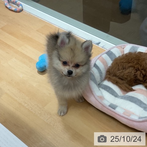 ポメラニアンの写真