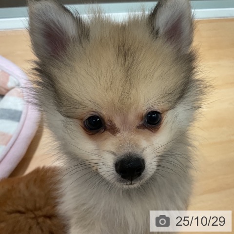 ポメラニアンの写真
