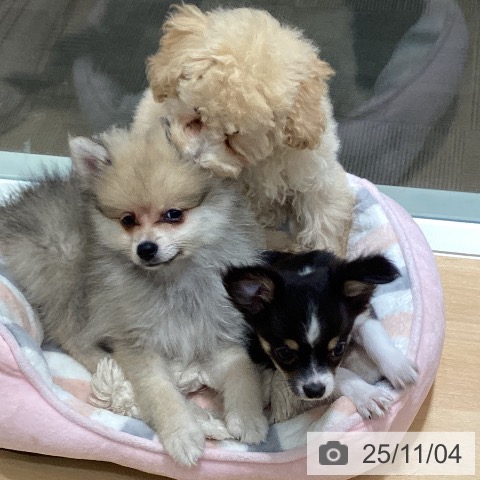 ポメラニアンの写真