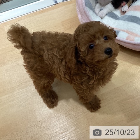 トイ・プードルの写真