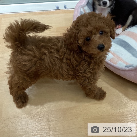 トイ・プードルの写真