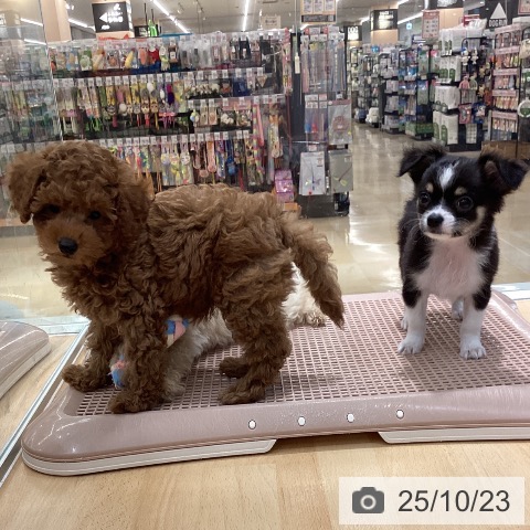 トイ・プードルの写真