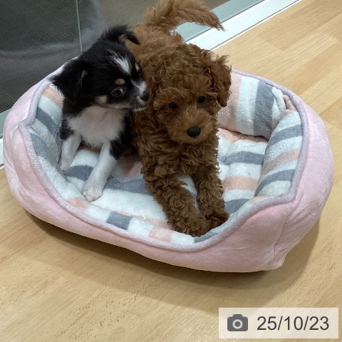 トイ・プードルの写真