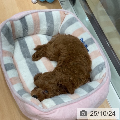 トイ・プードルの写真