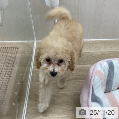 トイ・プードルの写真