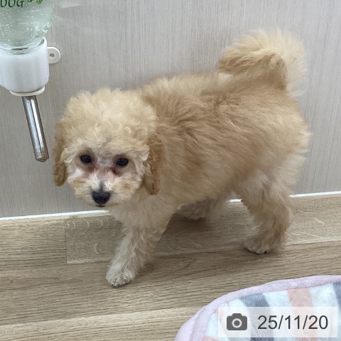 トイ・プードルの写真