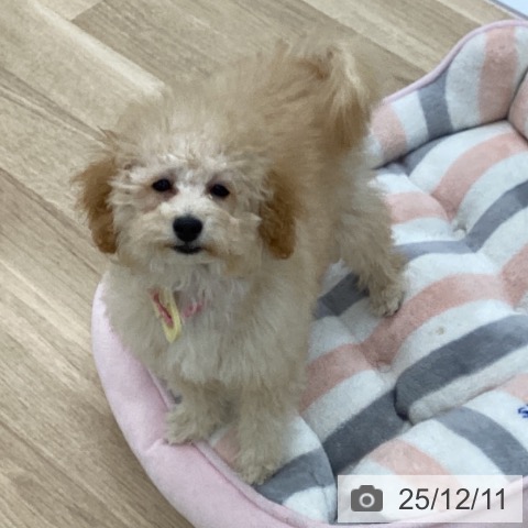 トイ・プードルの写真