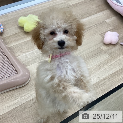 トイ・プードルの写真