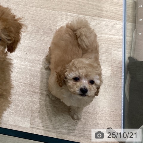 トイ・プードルの写真