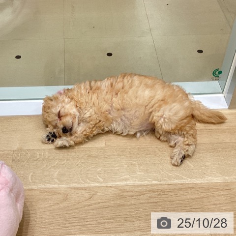 トイ・プードルの写真