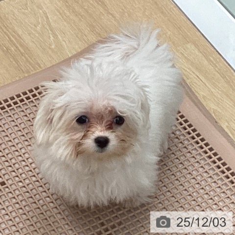 三重県のマルチーズ (ペットプラス 四日市泊店/2025年8月18日生まれ/女の子/ホワイト)の子犬の4枚目の画像