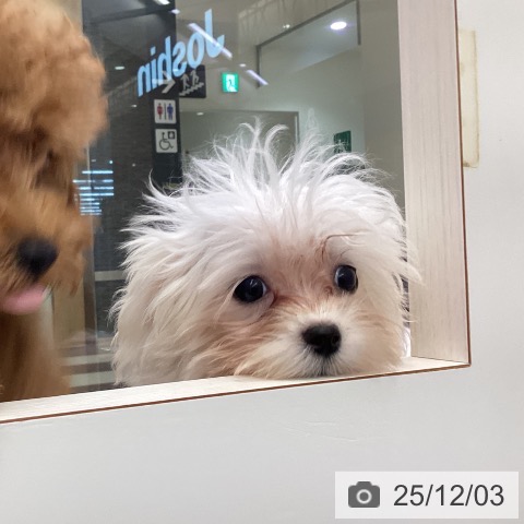 三重県のマルチーズ (ペットプラス 四日市泊店/2025年8月18日生まれ/女の子/ホワイト)の子犬の3枚目の画像