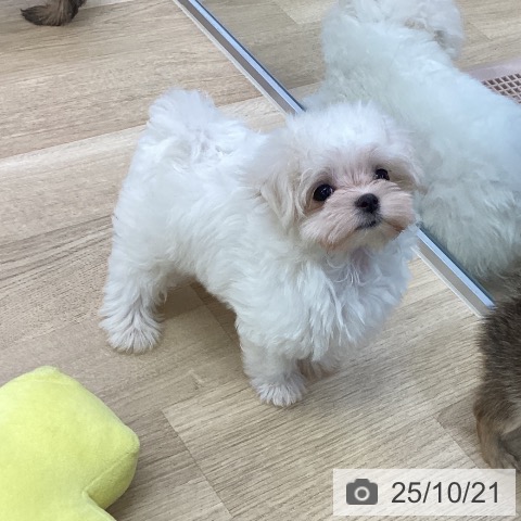 マルチーズの写真