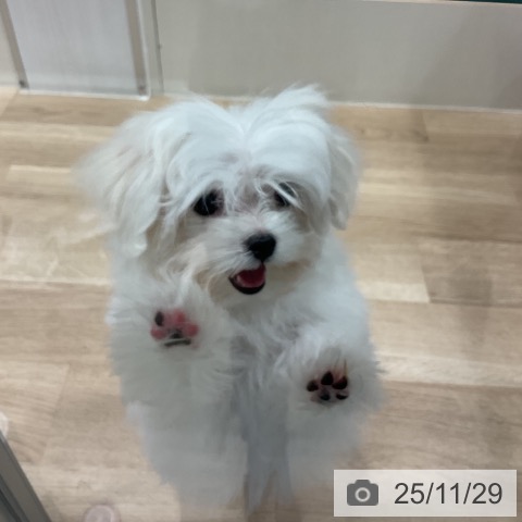 マルチーズの写真