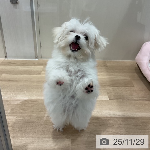 マルチーズの写真