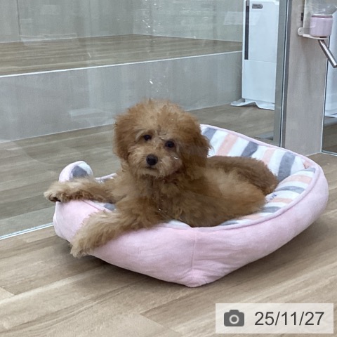 トイ・プードルの写真