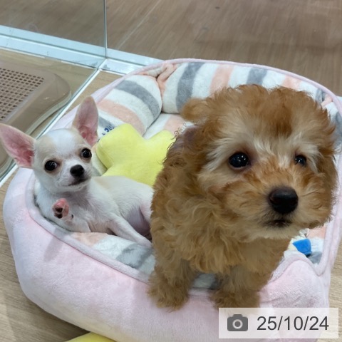 トイ・プードルの写真