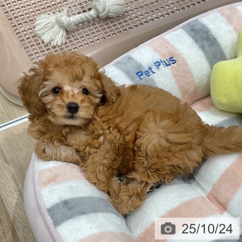 愛知県のトイプードル(トイ) (ペットプラス 熱田店/2025年8月18日生まれ/男の子/アプリコット)の子犬の4枚目の画像