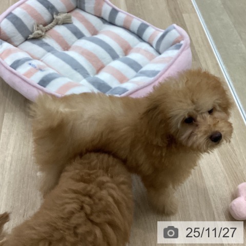 愛知県のトイプードル(トイ) (ペットプラス 熱田店/2025年8月18日生まれ/男の子/アプリコット)の子犬の3枚目の画像