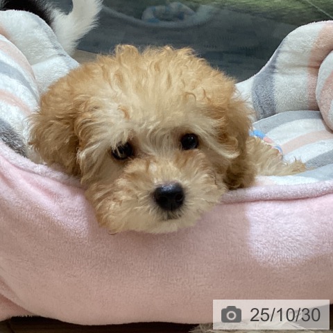 トイ・プードルの写真