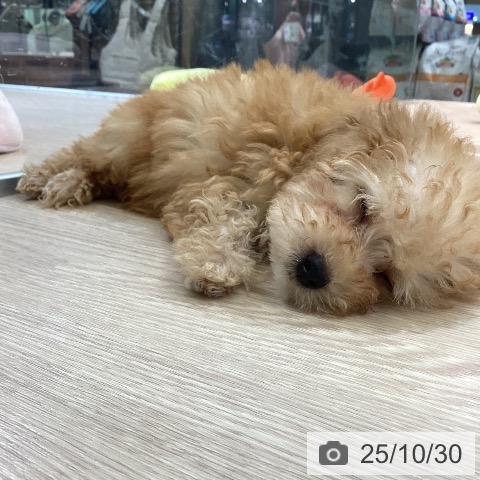 トイ・プードルの写真