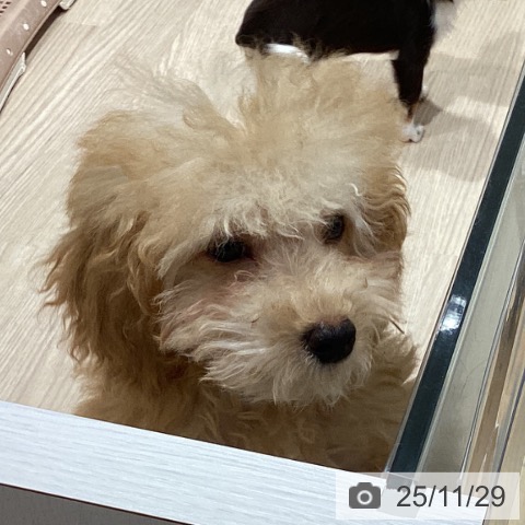 トイ・プードルの写真