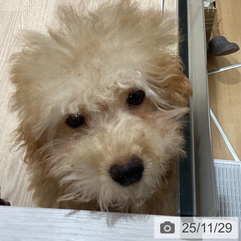 トイ・プードルの写真