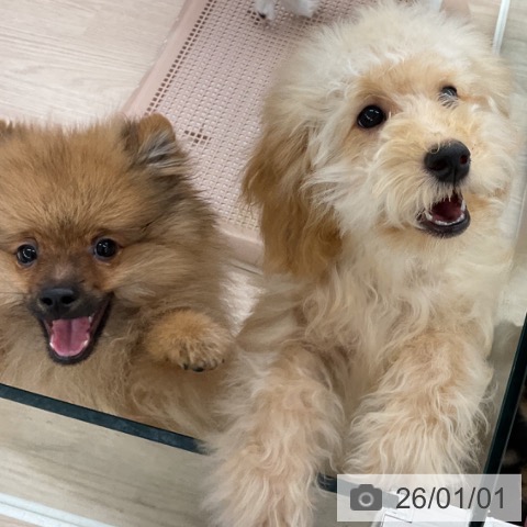 福井県のトイプードル(トイ) (ペットプラス 福井店/2025年8月18日生まれ/男の子/アプリコット)の子犬の3枚目の画像