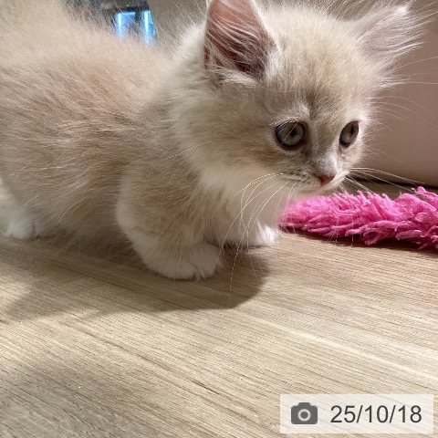 マンチカンの写真