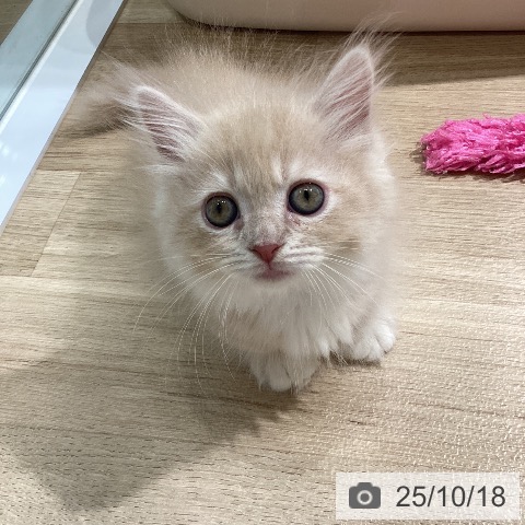 マンチカンの写真