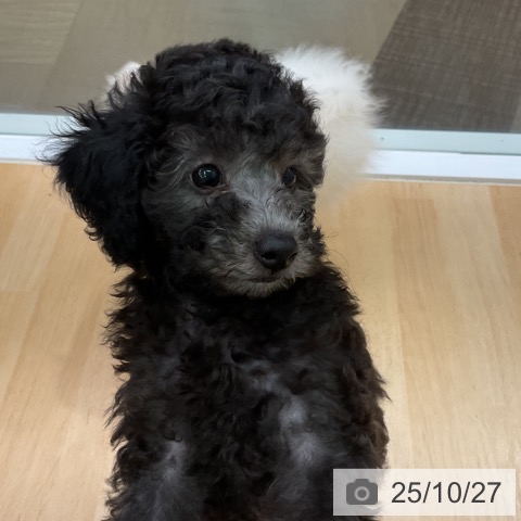 トイ・プードルの写真