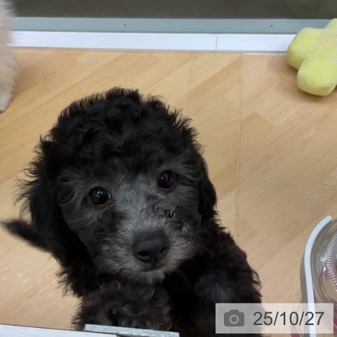 トイ・プードルの写真